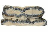 Mammoth Molar Slice With Case - South Carolina #99512-2